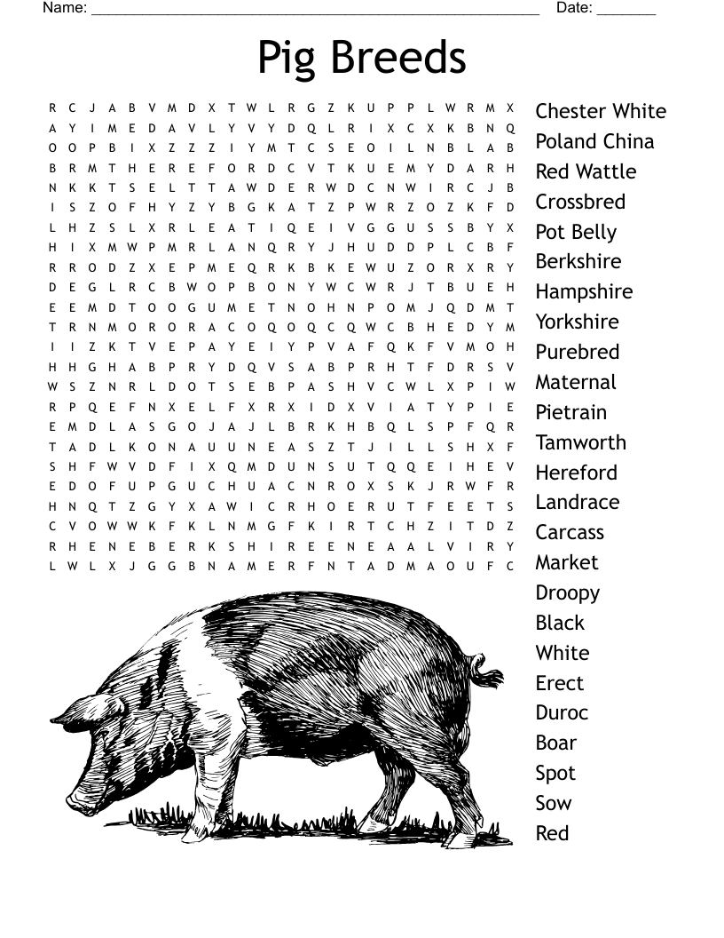 Pig Breeds Word Search