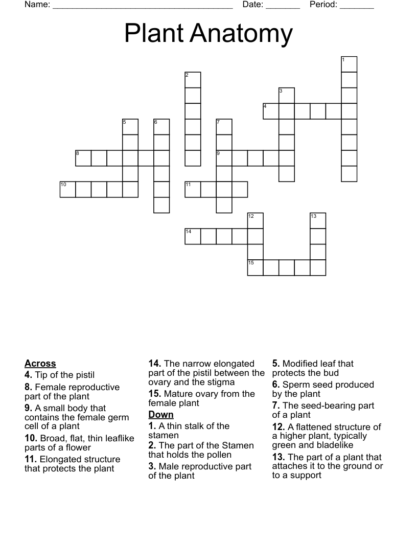 Plant Anatomy Crossword
