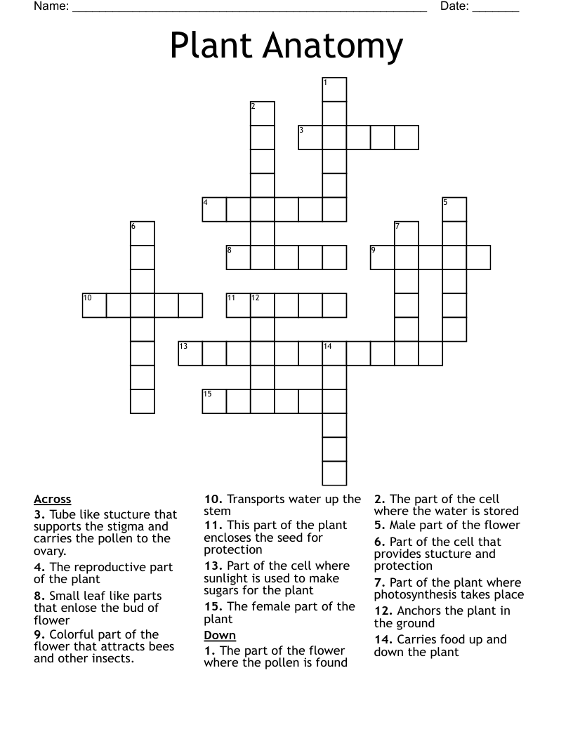 Plant Anatomy  Crossword