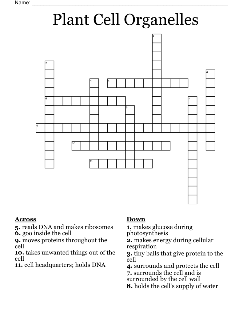 Plant Cell Organelles Crossword