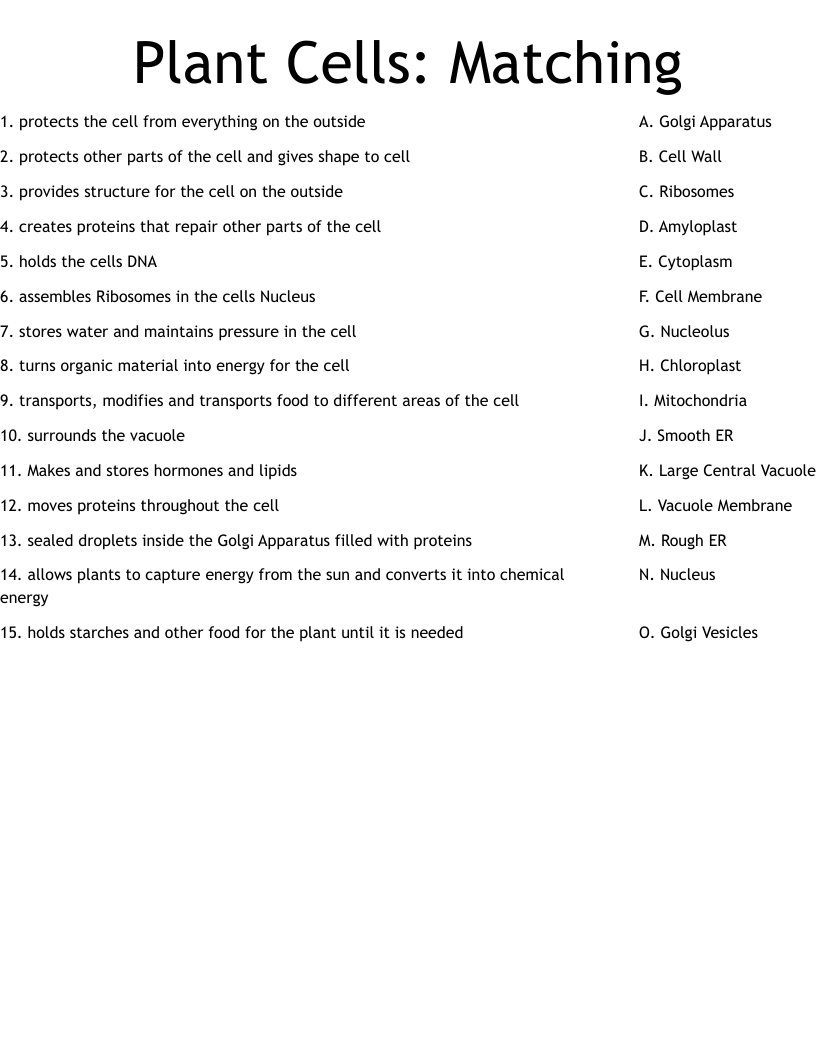 Plant Cells: Matching Worksheet