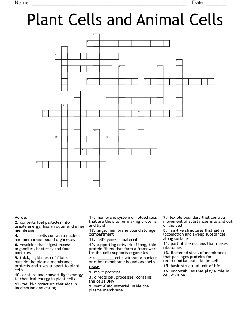 Plant Cells and Animal Cells Crossword