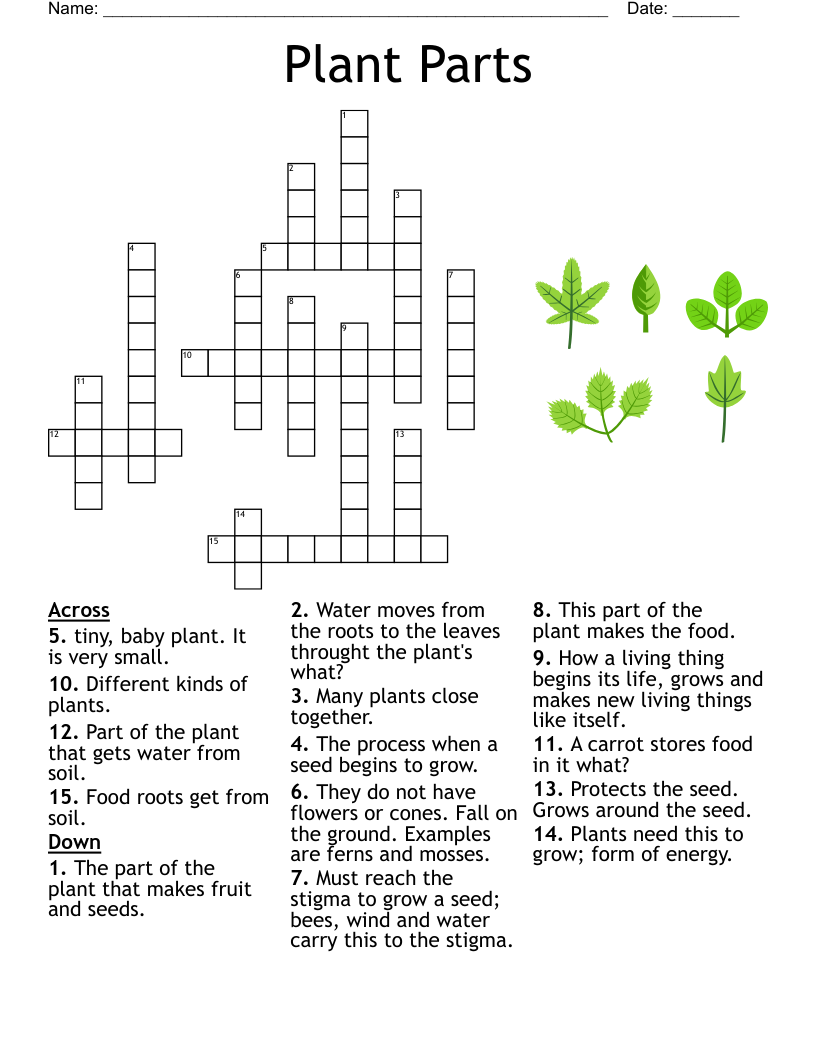 Plant Parts Crossword