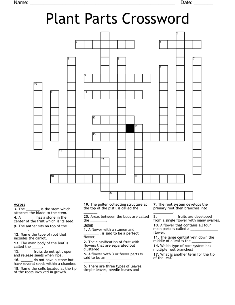 Plant Parts Crossword