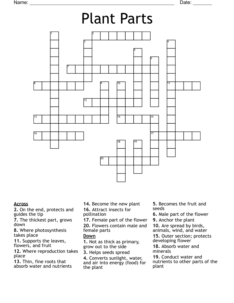 Plant Parts  Crossword