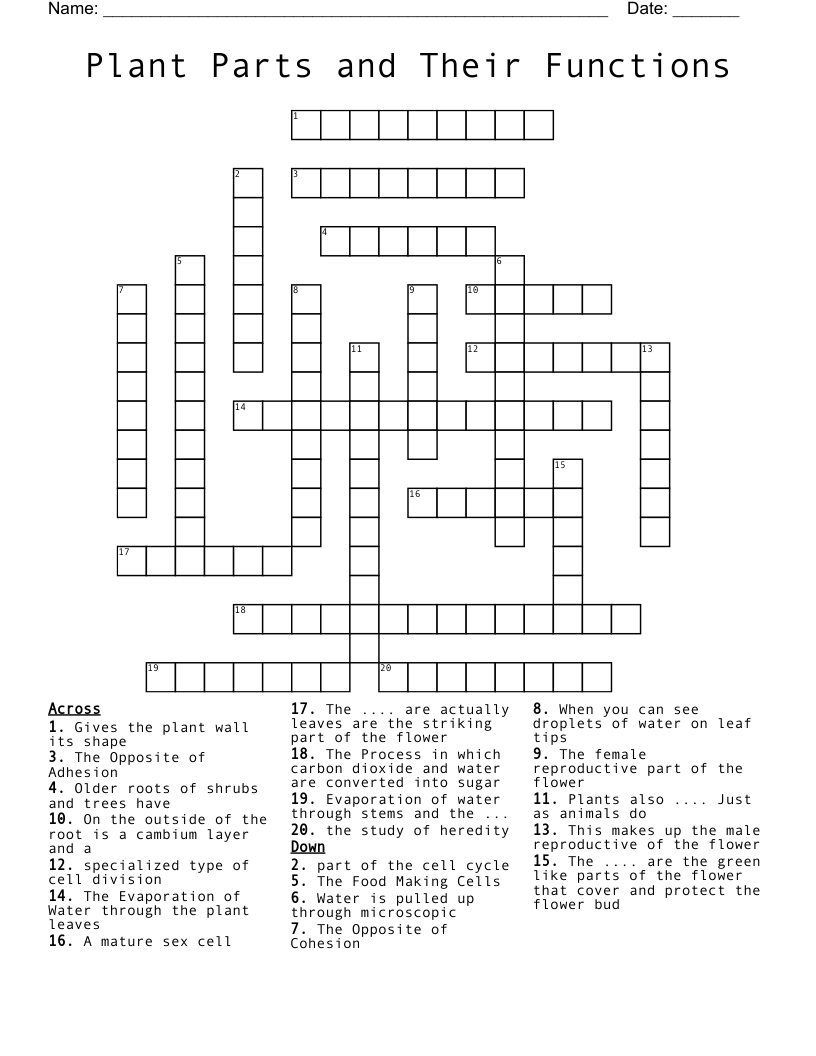 Plant Parts and Their Functions Crossword
