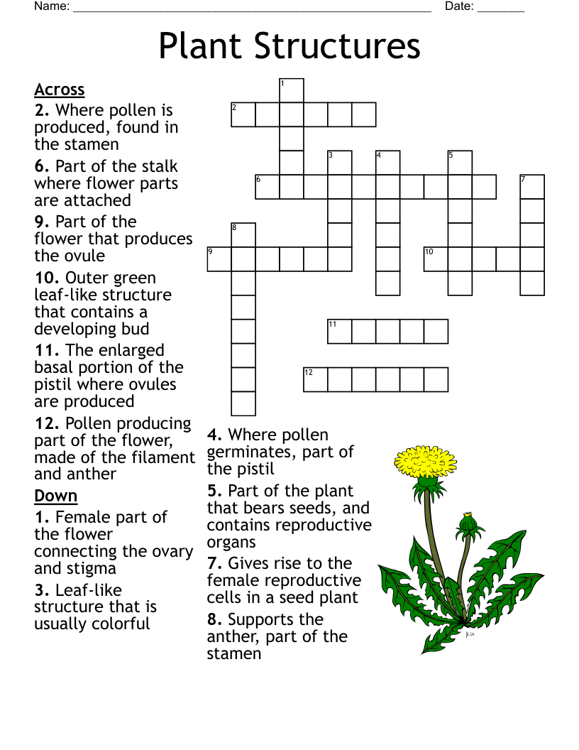 Plant Structures Crossword