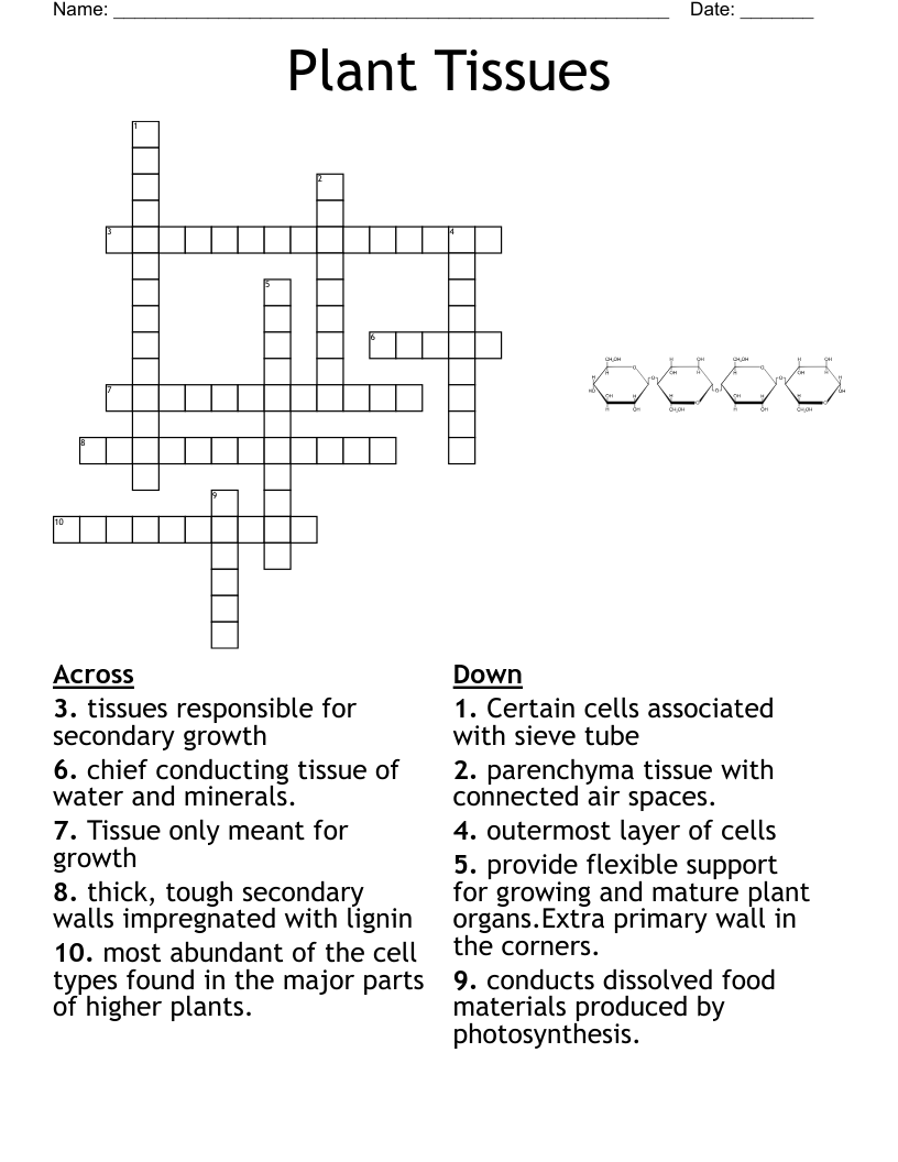 Plant Tissues Crossword