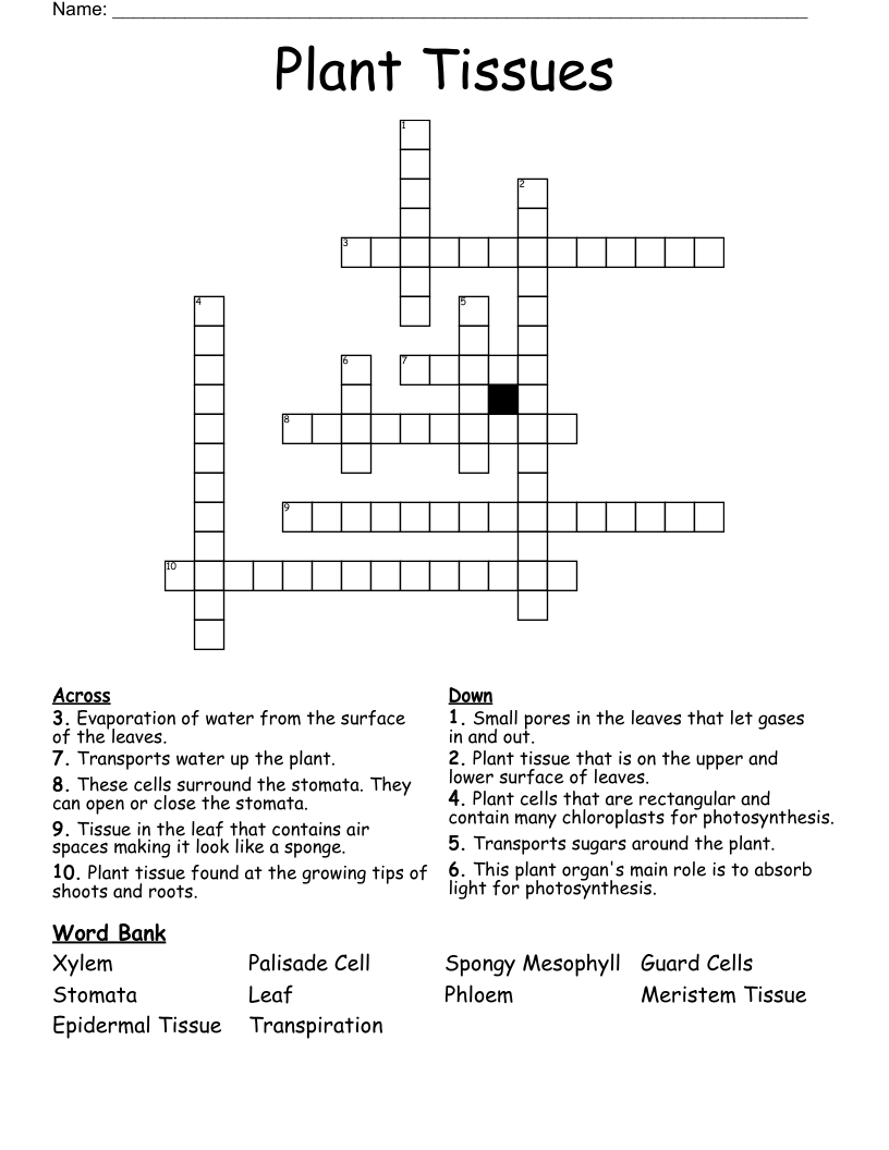 Plant Tissues Crossword