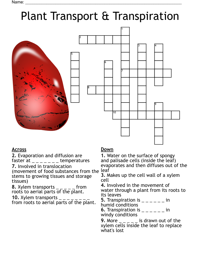 Plant Transport & Transpiration Crossword