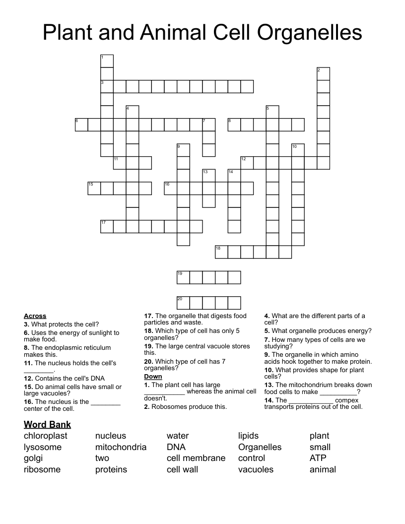 Plant and Animal Cell Organelles Crossword