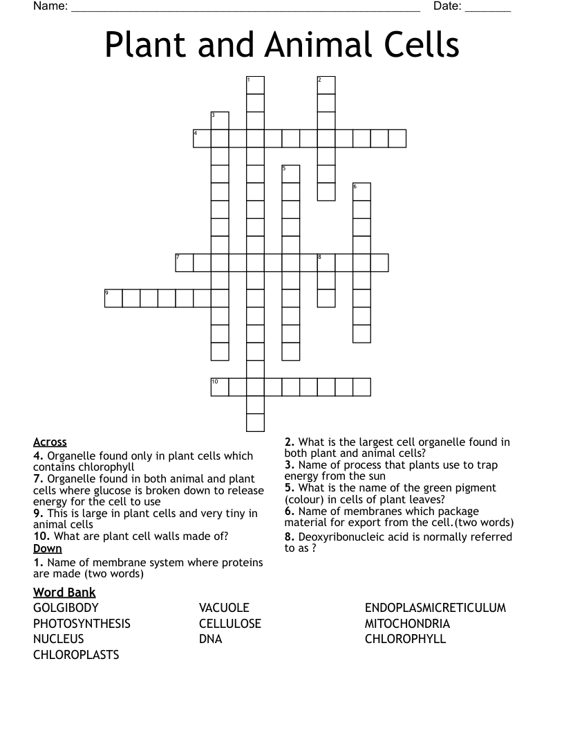Plant and Animal Cells Crossword