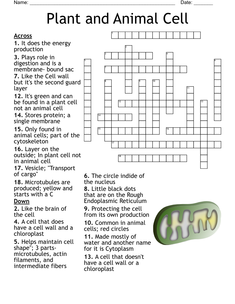 Plant and Animal Cell Crossword
