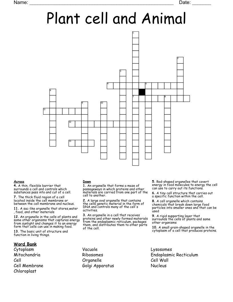 Plant cell and Animal Crossword