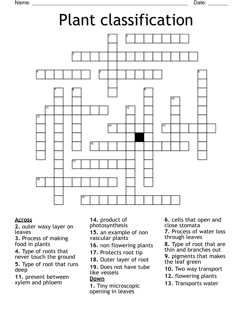 Plant classification Crossword
