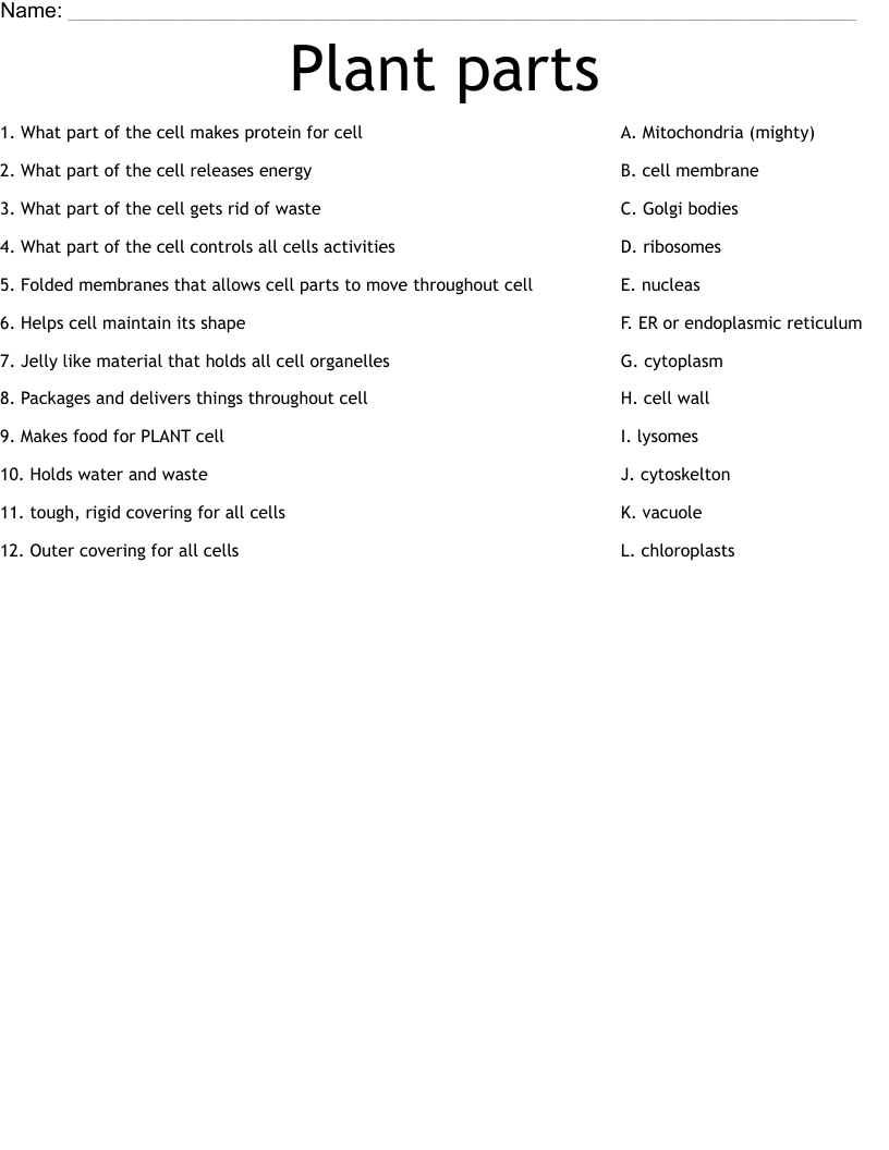 Plant parts  Worksheet