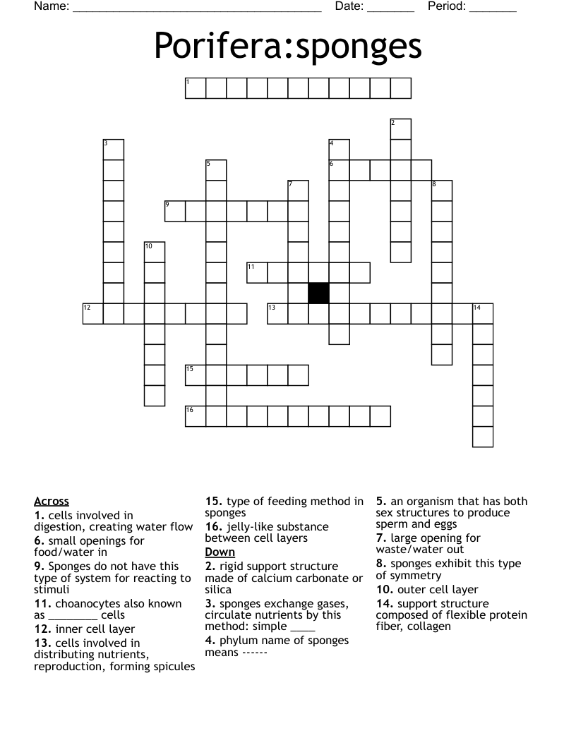 Porifera:sponges Crossword
