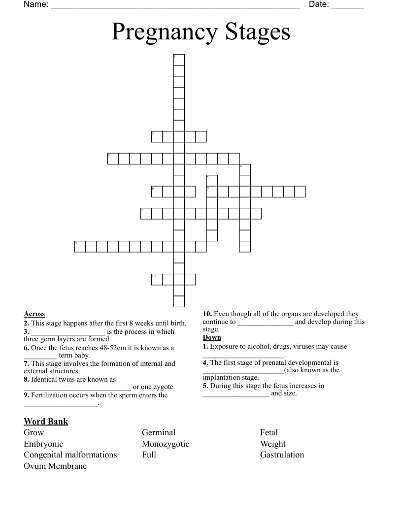 Pregnancy Stages  Crossword