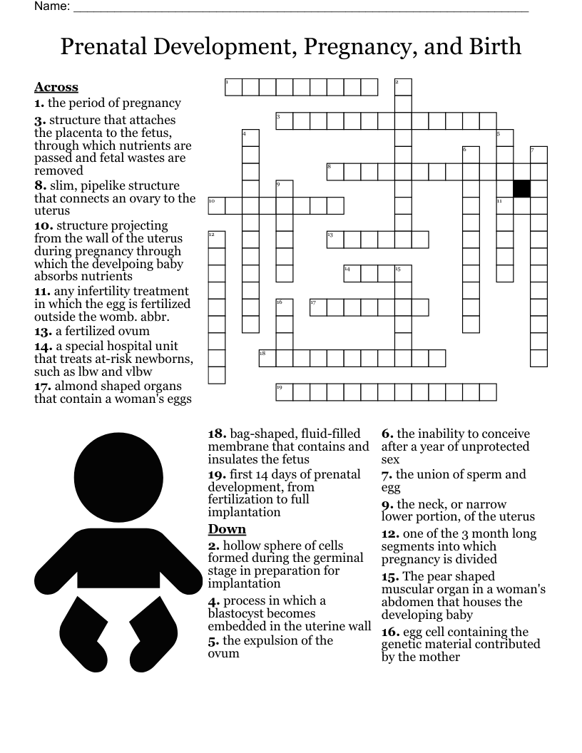Prenatal Development, Pregnancy, and Birth Crossword