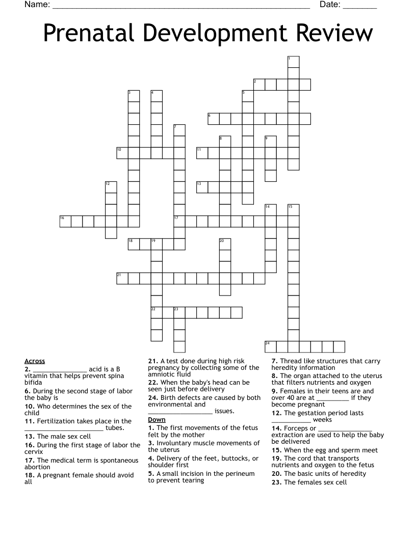 Prenatal Development Review Crossword