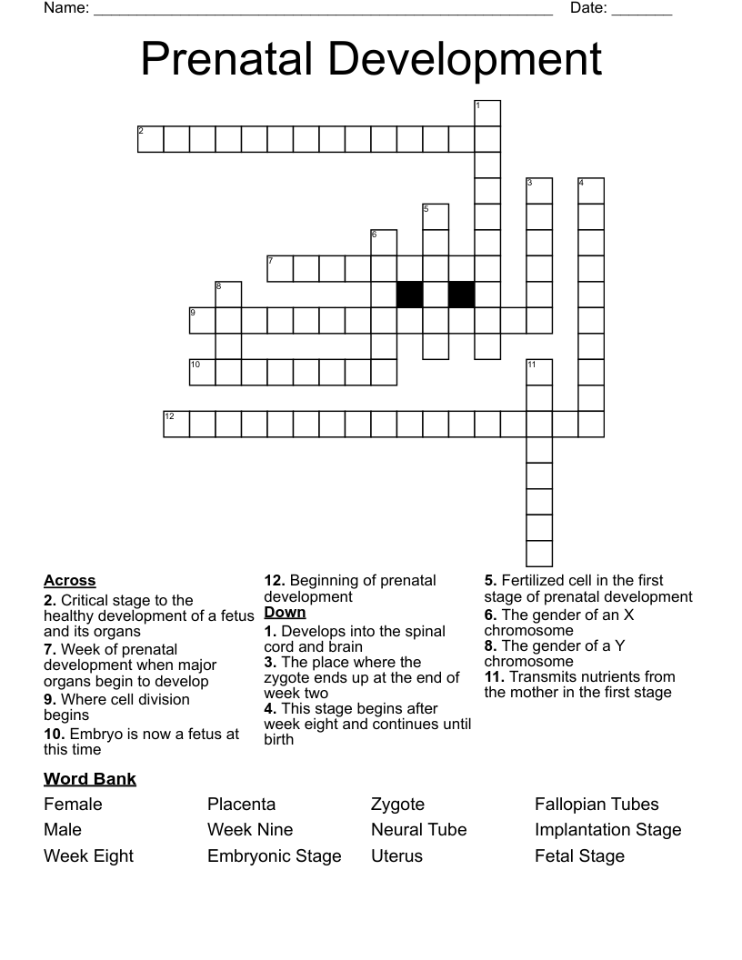 Prenatal Development  Crossword