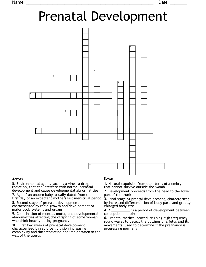 Prenatal Development  Crossword