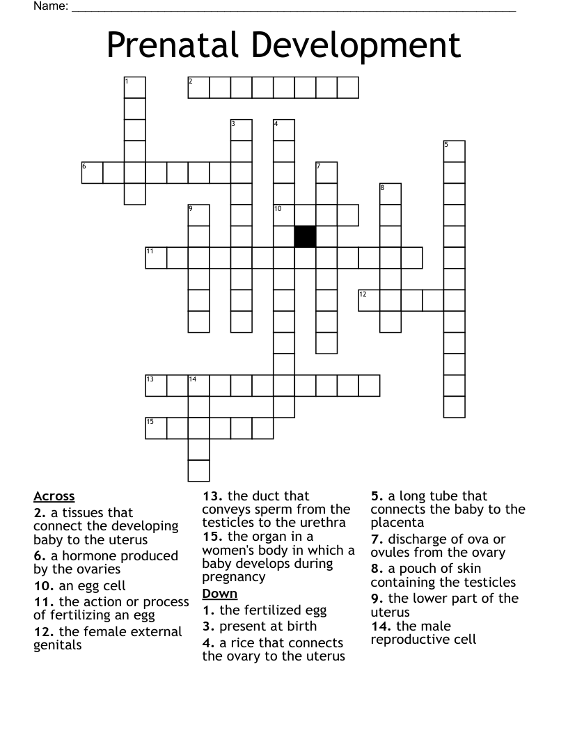 Prenatal Development  Crossword