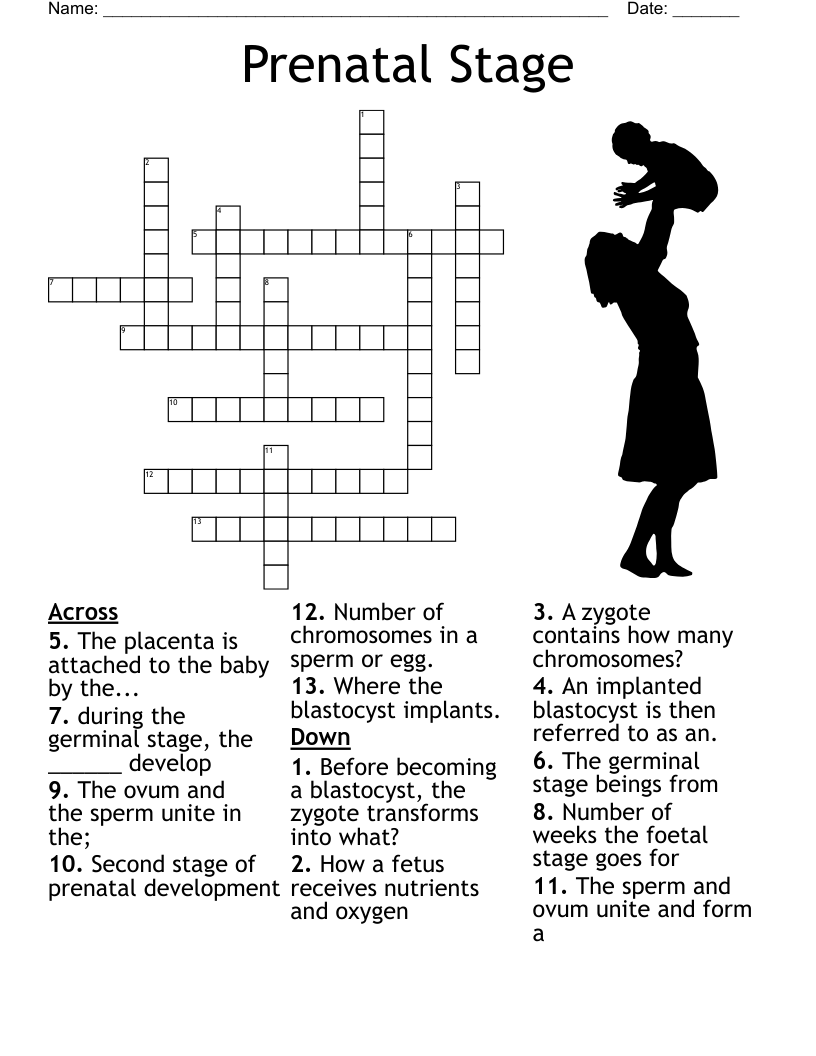 Prenatal Stage Crossword