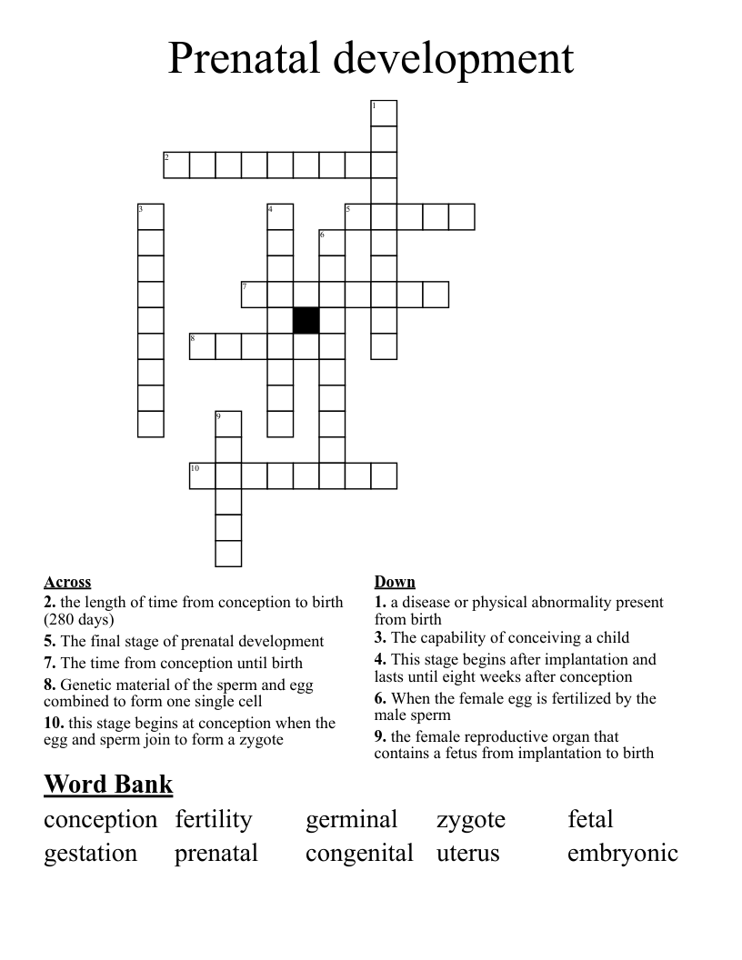 Prenatal development  Crossword