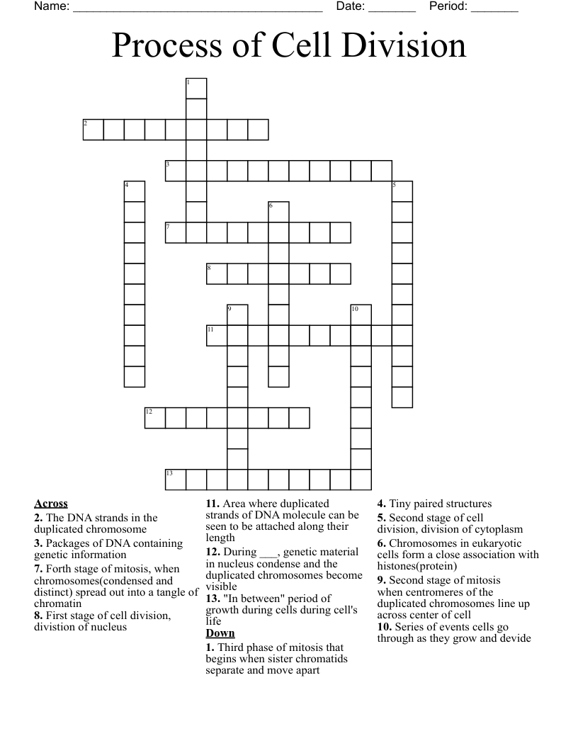 Process of Cell Division Crossword