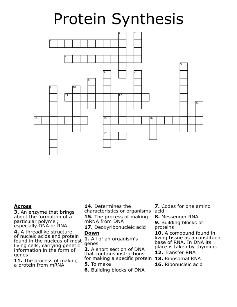 Protein Synthesis Crossword