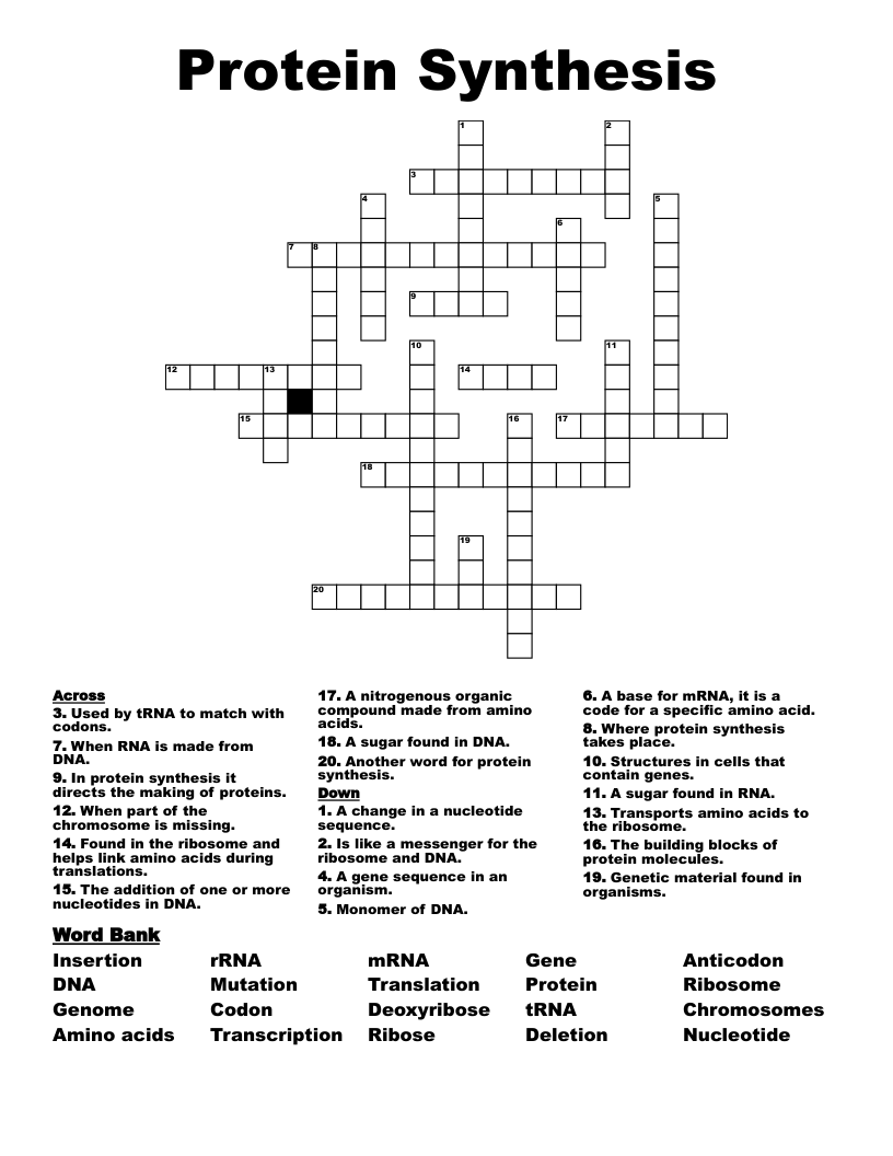 Protein Synthesis Crossword