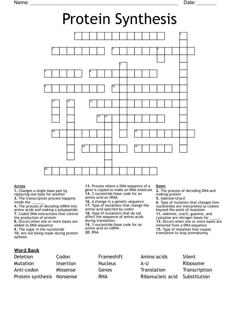 Protein Synthesis Crossword