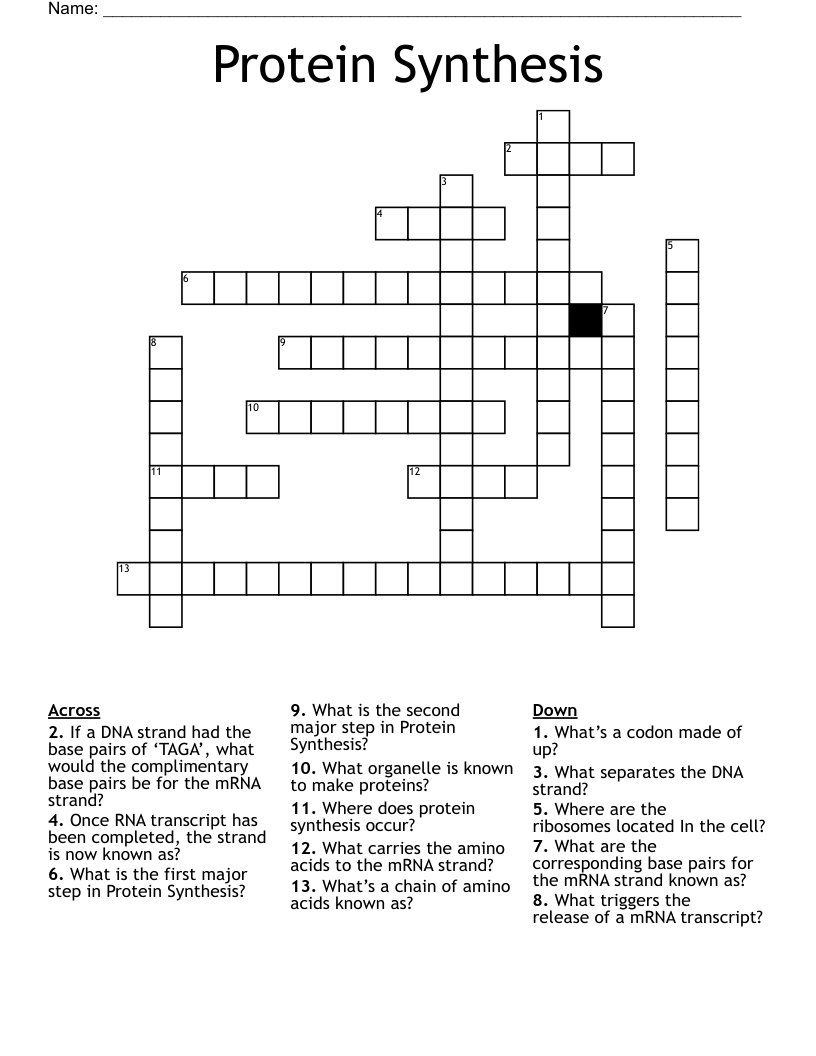 Protein Synthesis Crossword