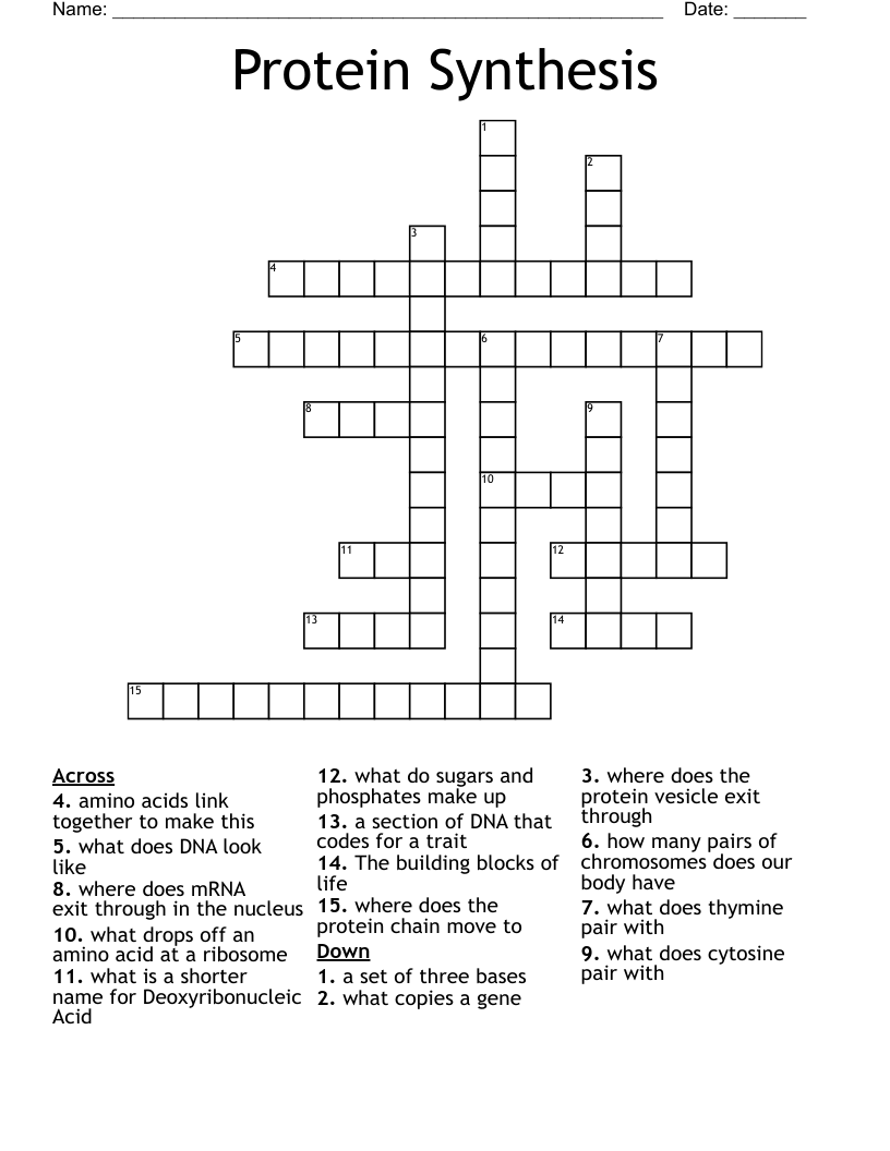 Protein Synthesis Crossword