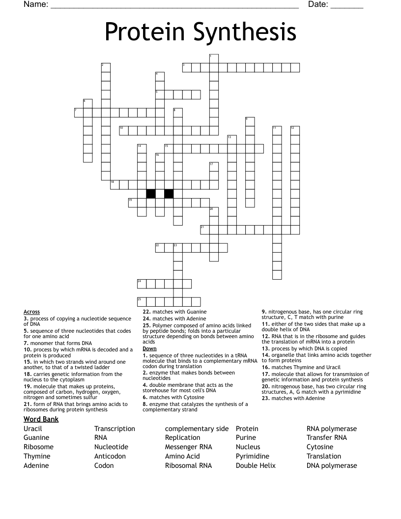 Protein Synthesis Crossword