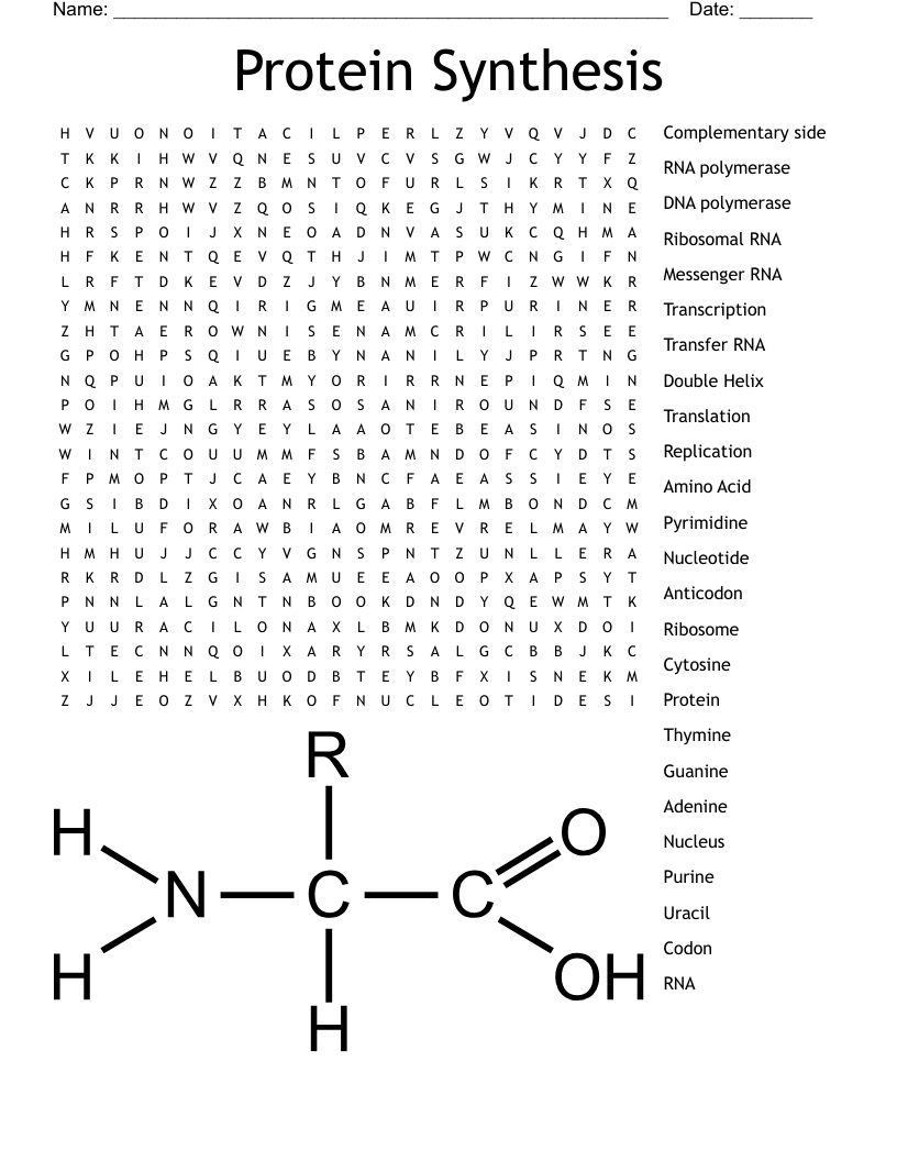 Protein Synthesis Word Search