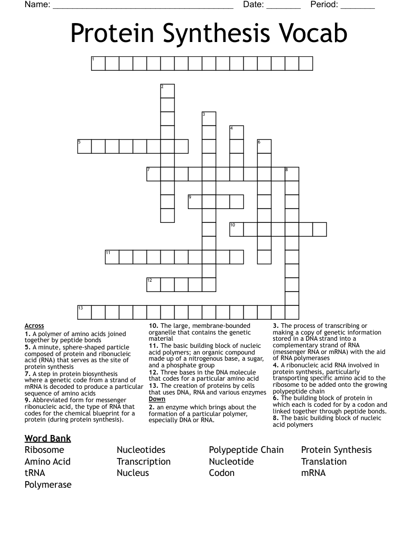 Protein Synthesis Vocab Crossword