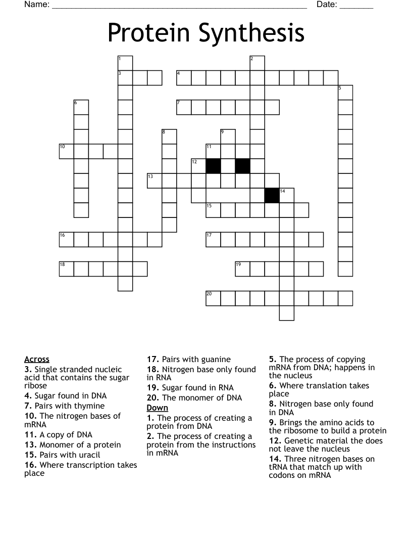 Protein Synthesis  Crossword