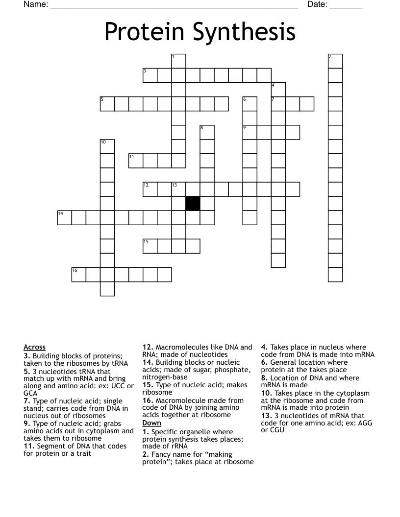 Protein Synthesis  Crossword