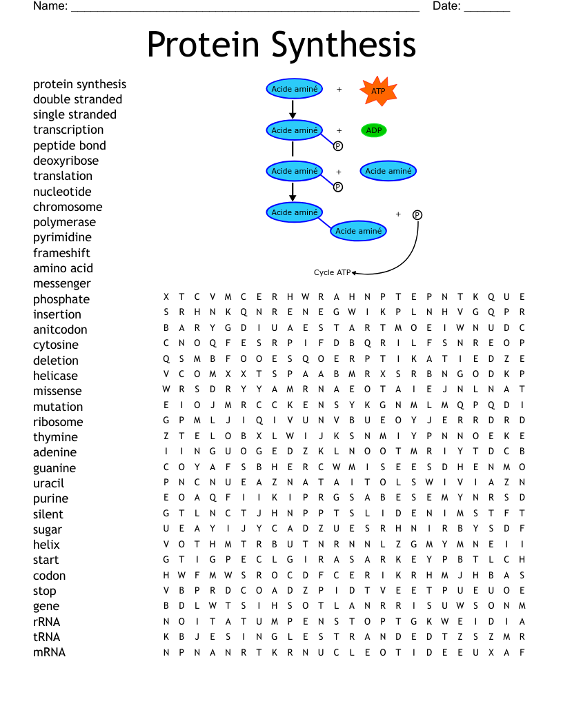 Protein Synthesis  Word Search