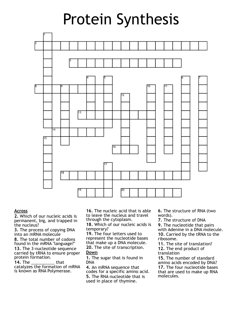 Protein Synthesis  Crossword