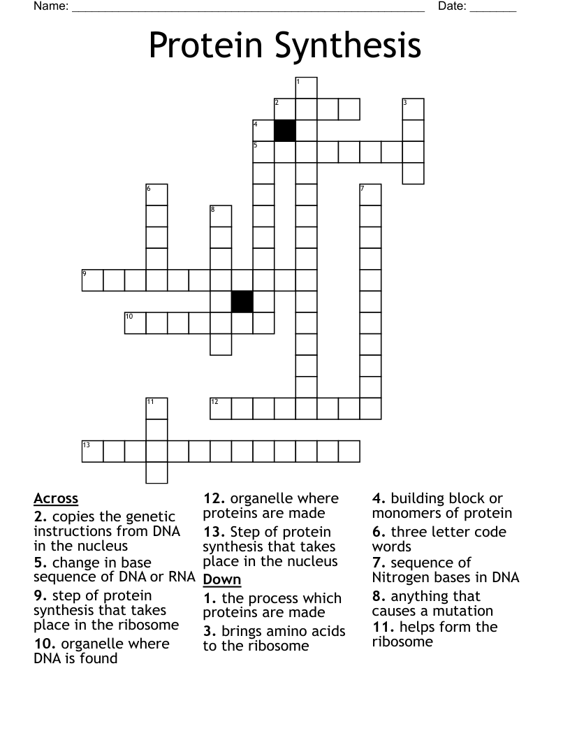 Protein Synthesis  Crossword