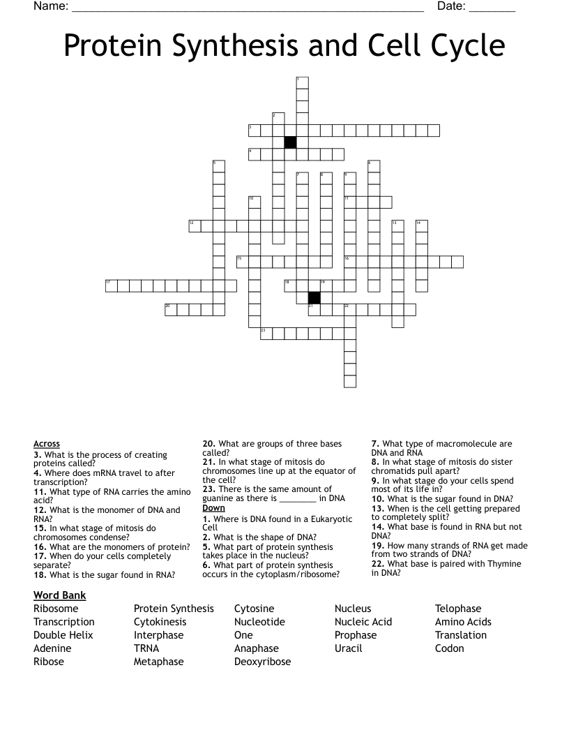 Protein Synthesis and Cell Cycle  Crossword