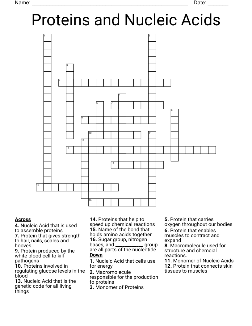 Proteins and Nucleic Acids Crossword