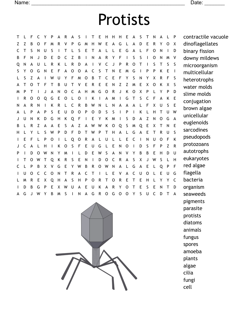 Protists Word Search