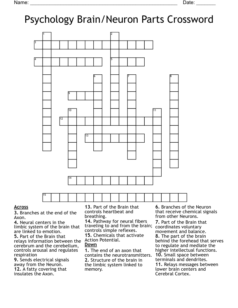 Psychology Brain/Neuron Parts Crossword