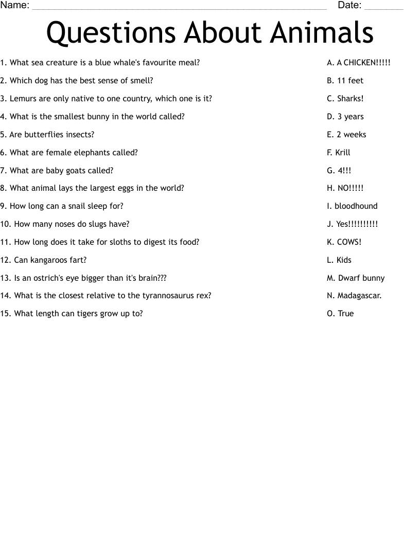 Questions About Animals Worksheet