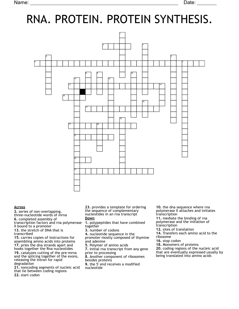 RNA. PROTEIN. PROTEIN SYNTHESIS.  Crossword