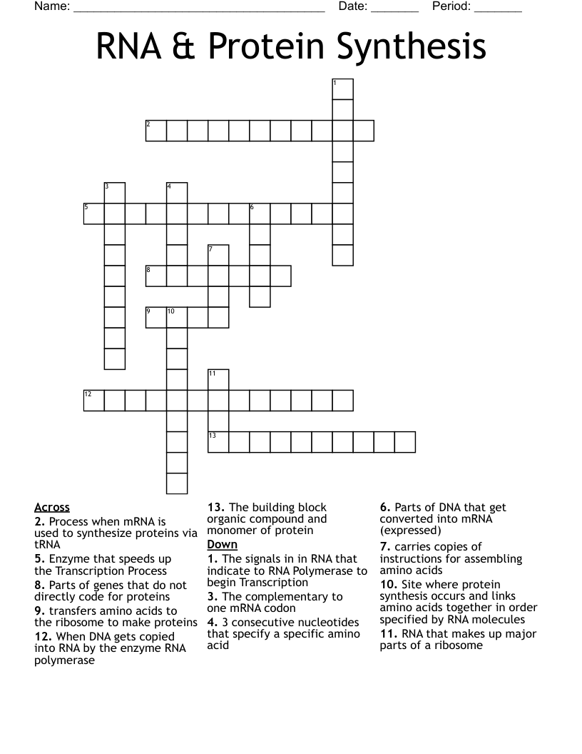 RNA & Protein Synthesis  Crossword
